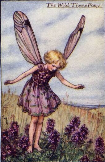 Thyme fairy